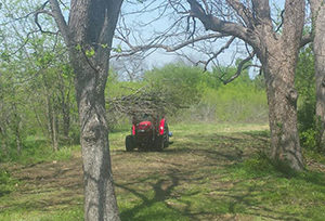 Tree Clearing